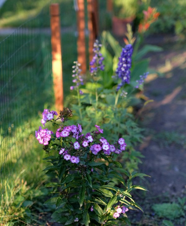 10 avantages d'ajouter des bordures de jardin à vos espaces extérieurs